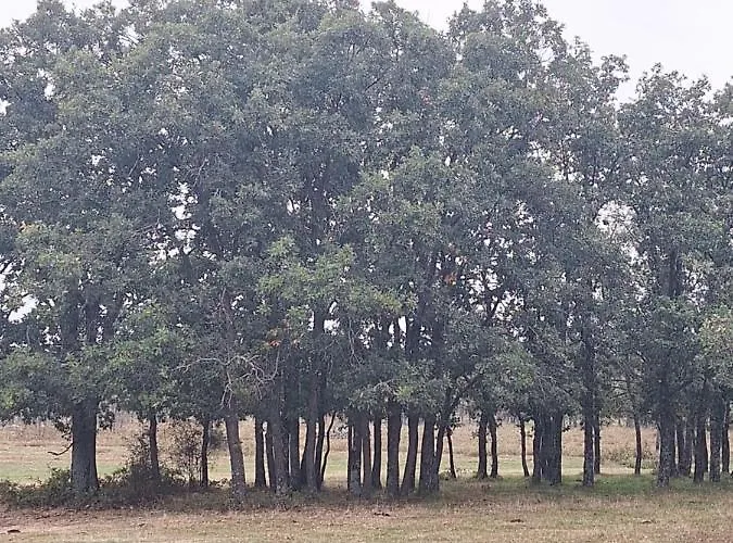 El Patio Restaurante Hotel *